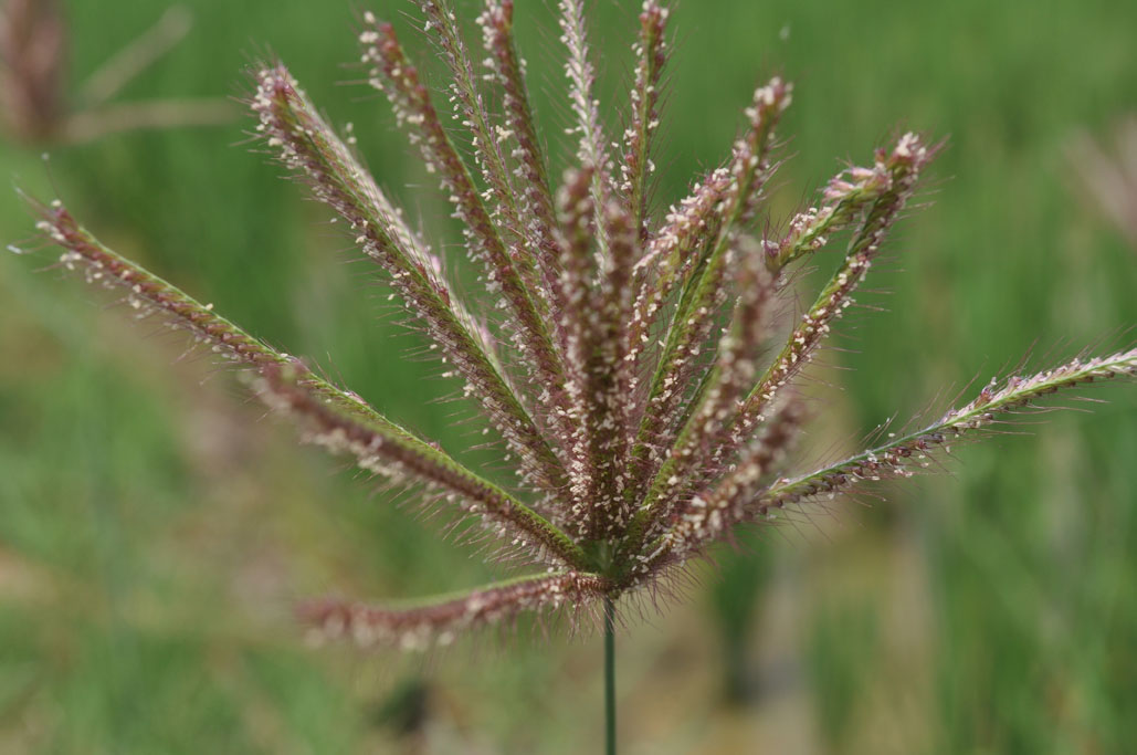 Chloris barbata